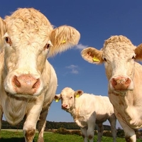 Les tiques et les maladies qu'elles transmettent chez les bovins - CC0 Creative Commons via Pixabay